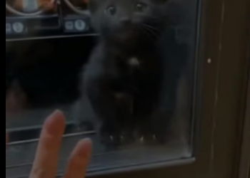 Q2004005 Be kind… or be indifferent? (Part 2)