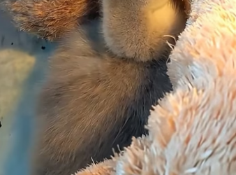 D2204001 A man rescued a baby swan from danger and adopted it  (Part 2)