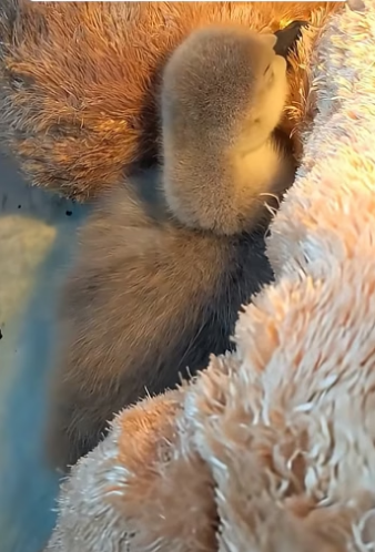 D2204001 A man rescued a baby swan from danger and adopted it  (Part 2)