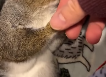 D2204002 The man rescued a squirrel from a snake and took it home to care for it  (Part 2)