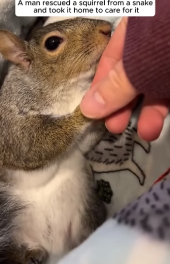 D2204002 The man rescued a squirrel from a snake and took it home to care for it  (Part 2)