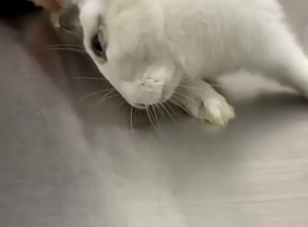 D2204003 A man rescued a rabbit with a broken leg lying on the road and then  (Part 2)