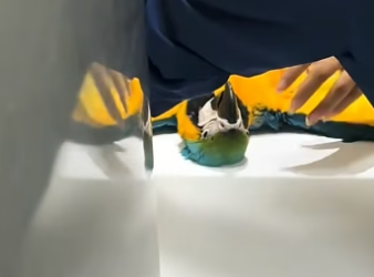 D2204005 This family rescued a parrot with a broken leg that was lying on the road  (Part 2)