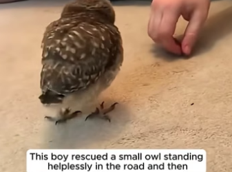 D2204006 This boy rescued a small owl standing helplessly in the road and then  (Part 2)