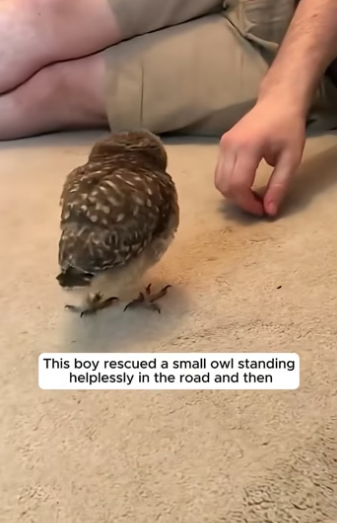 D2204006 This boy rescued a small owl standing helplessly in the road and then  (Part 2)