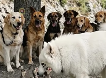 D0504005 Brave Dogs Rescue Mo (Part 2)