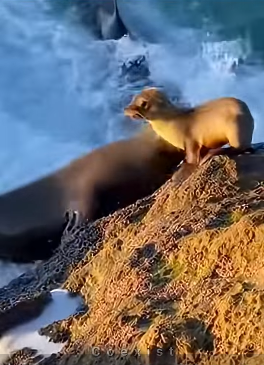 Z2204006 They’re dying… you’re scrolling. (Part 2)