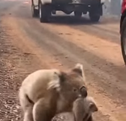 Z2204002 They’re helpless… you’re able. (Part 2)