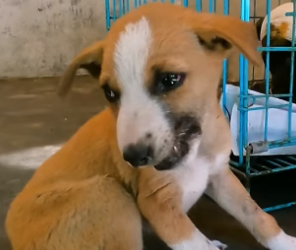 D0504003 Injured Puppy With Dislocated Jaw Gets Help