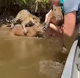 Z2204003 They’re silent… you have a voice. (Part 2)