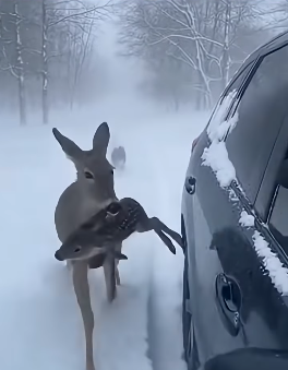 Z2204004 They’re suffering… you’re comfortable. (Part 2)