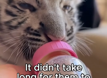 Q2204001 They can’t fight alone… you can help. (Part 2)