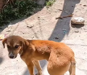 D0504005 This Puppy Has a Massive Lump on His Leg