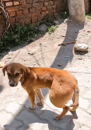 D0504005 This Puppy Has a Massive Lump on His Leg