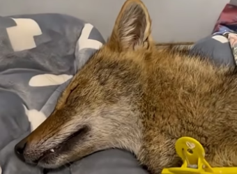 D2204007 This man rescued an injured coyote that was lying in one spot, and then (part 2)