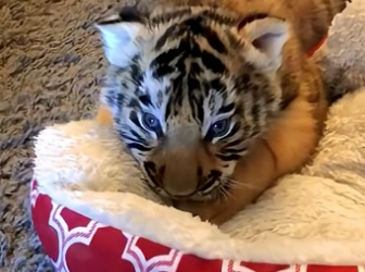 E2204010 Your step… or their survival? (Part 2)