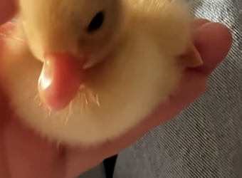 E2204009 Your move… or their fate? (Part 2)