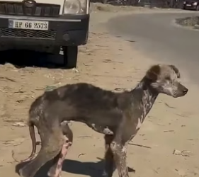 D0504006 This Terrified Dog Didn’t Trust Anyone… Until This Happened