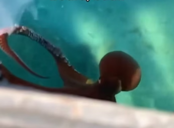 Q2204009 They need one act… you decide it. (Part 2)