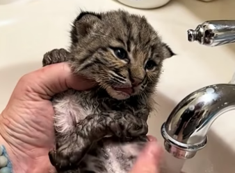 D2204012 The man rescued a baby bobcat lost from its mother in a field and then  (Part 2)