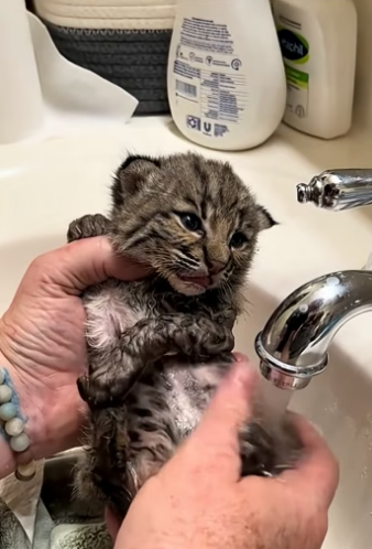 D2204012 The man rescued a baby bobcat lost from its mother in a field and then  (Part 2)