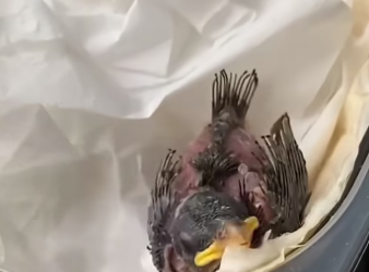 D2204009 A man rescued a baby sparrow that had fallen from its nest and gave it a home  (Part 2)