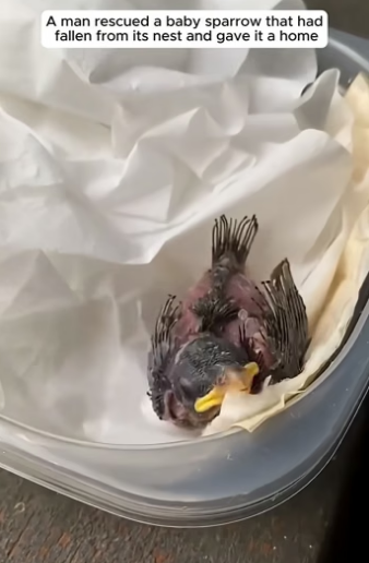 D2204009 A man rescued a baby sparrow that had fallen from its nest and gave it a home  (Part 2)