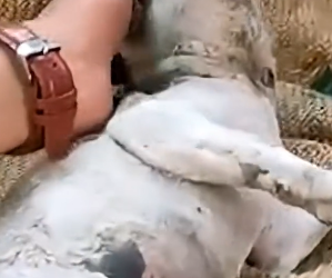 D0704002 You won’t believe how this broken puppy walks today