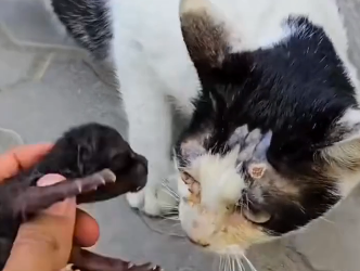 E2404004 They suffer… you scroll. (Part 2)