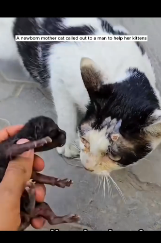 E2404004 They suffer… you scroll. (Part 2)