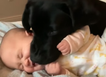 J2404006 He smiles when he sees a dog. (Part 2)