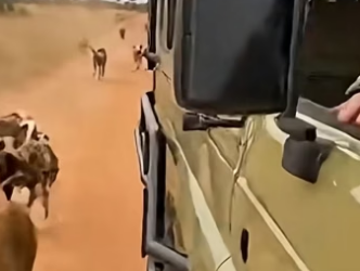 Z2404001 They need help… you know it. (Part 2)