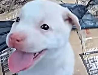 D0304001 The man saves poor puppy and then (Part 2)