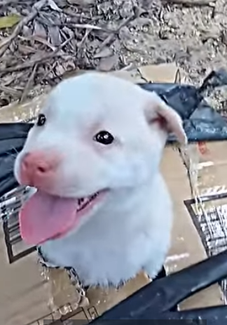 D0304001 The man saves poor puppy and then (Part 2)