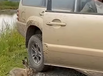 Z2404002 They need saving… you see it. (Part 2)