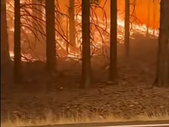 Z2404003 They need action… not silence. (Part 2)