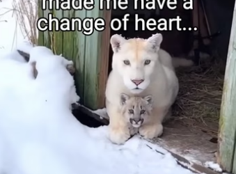 Q2404003 Truth is clear… action is rare. (Part 2)