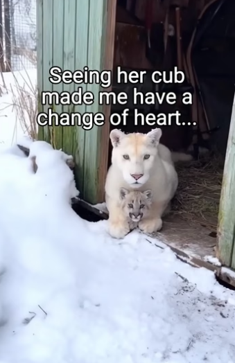 Q2404003 Truth is clear… action is rare. (Part 2)