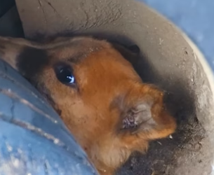 D0704006 Adorable Puppy Gets His Head Stuck in a Car Tire