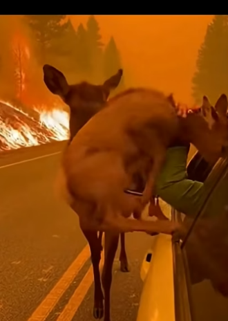 Z2404005 They need now… not someday. (Part 2)