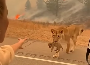 Z2404006 They need life… not excuses. (Part 2)