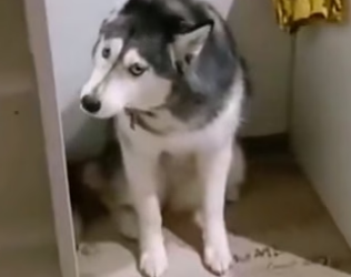 D0704002 Dogs afraid cats (Part 2)