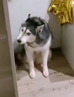 D0704002 Dogs afraid cats (Part 2)