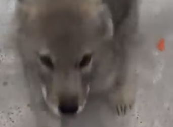 E2604002 You can… will you? (Part 2)