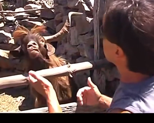 D0704004 Funny goats screaming