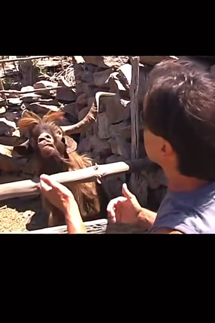 D0704004 Funny goats screaming