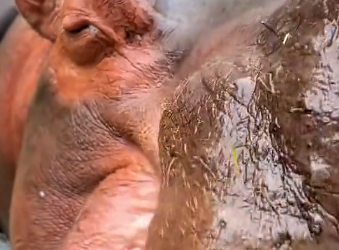 F2404005 They’re silent… you have a voice. (Part 2)