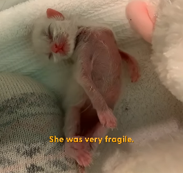 H2404005 They’re broken… you can help. (Part 2)