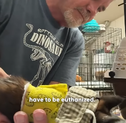 H2604002 Tiny Kitten Found Buried Alive Loves Daily Bird-Watching With Dad (Part 2)