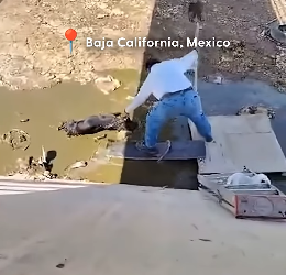 H2604004 Dog Dumped In A Canal Turns Into the Biggest Lover Girl (Part 2)